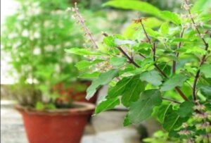 Health | बहुगुणी लाभदायी तुळशीचे पाणी, आरोग्यासाठी मिळतील हे जबरदस्त फायदे