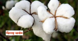 कापूस पिकातील डोमकळीचे व्यवस्थापन ; कृषि कार्यालयाचे शेतकऱ्यांना आवाहन