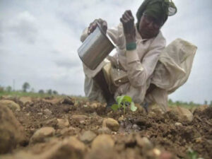 farmers in worry due to stop raining |पावसाने मारली दडी, शेतकरी हवालदिल, दुबार पेरणीचे संकट