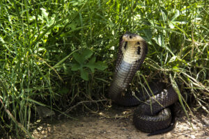 Snake in rainy season | पावसाळ्यात सापांना घरापासून ठेवायचे आहे लांब, तर या गोष्टीची करा फवारणी,  जाणून घ्या…