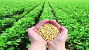Seeds Soybean, Tur | शेतकऱ्यांना विद्यापाठाचा सल्ला | तुर, सोयाबीनचे हे वाण पेरण्याचे अवाहन
