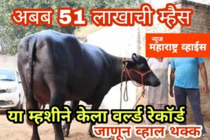 अबब 51 लाखांची म्हैस ‘सरस्वती’ रक्षणासाठी 2 अंगरक्षक, दररोज देते एवढे दूध जाणून व्हाल थक्क…