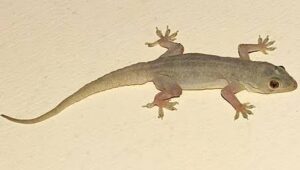 घरात पाली झाल्यात जास्त, हा करा उपाय |How can I get rid of lizards from my home ?
