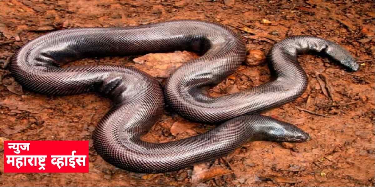 तब्बल 2 कोटी रुपयाला विकला जातो हा दोन तोंडी साप(Sand Boa), उपयोग जाणून व्हाल थक्क…