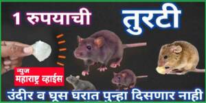 घरामधे उंदीर घुसचा त्रास आहे तर तूर्टीचा एक तुकडा असा करा उपयोग, या त्रासतुन होईल मुक्तता