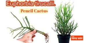 बहुउपयोगी शेराचे झाड| Euphorbia tirucalli.