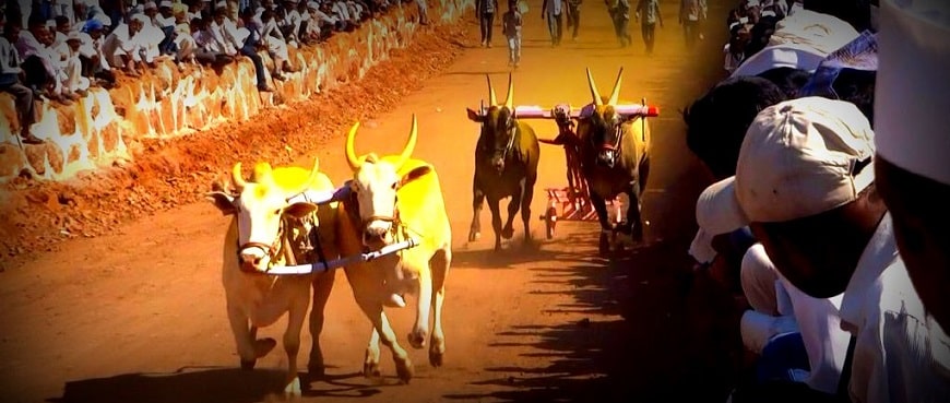 Bailgada sharyat |सुप्रीम कोर्टाने बैलगाडा शर्यत बंदी उठवली Bullock cart race सशर्त परवानगी