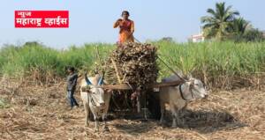 स्व. गोपीनाथराव मुंडे ऊसतोड कामगार कल्याण महामंडळाची कार्यालये पुणे व परळीत सुरू होणार