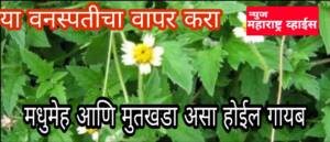 मधुमेह आणि मुतखडा असा होईल गायब, ही औषधी वनस्पती सर्व आजारांवर ठरते काळ.. एकदा करा हा घरगुती उपाय!!