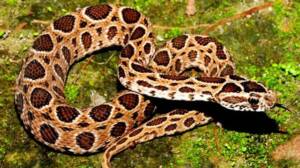 “हिवाळ्यात घोणस सापापासून सावधगिरी बाळगा” |Information of Russell Viper About in Marathi