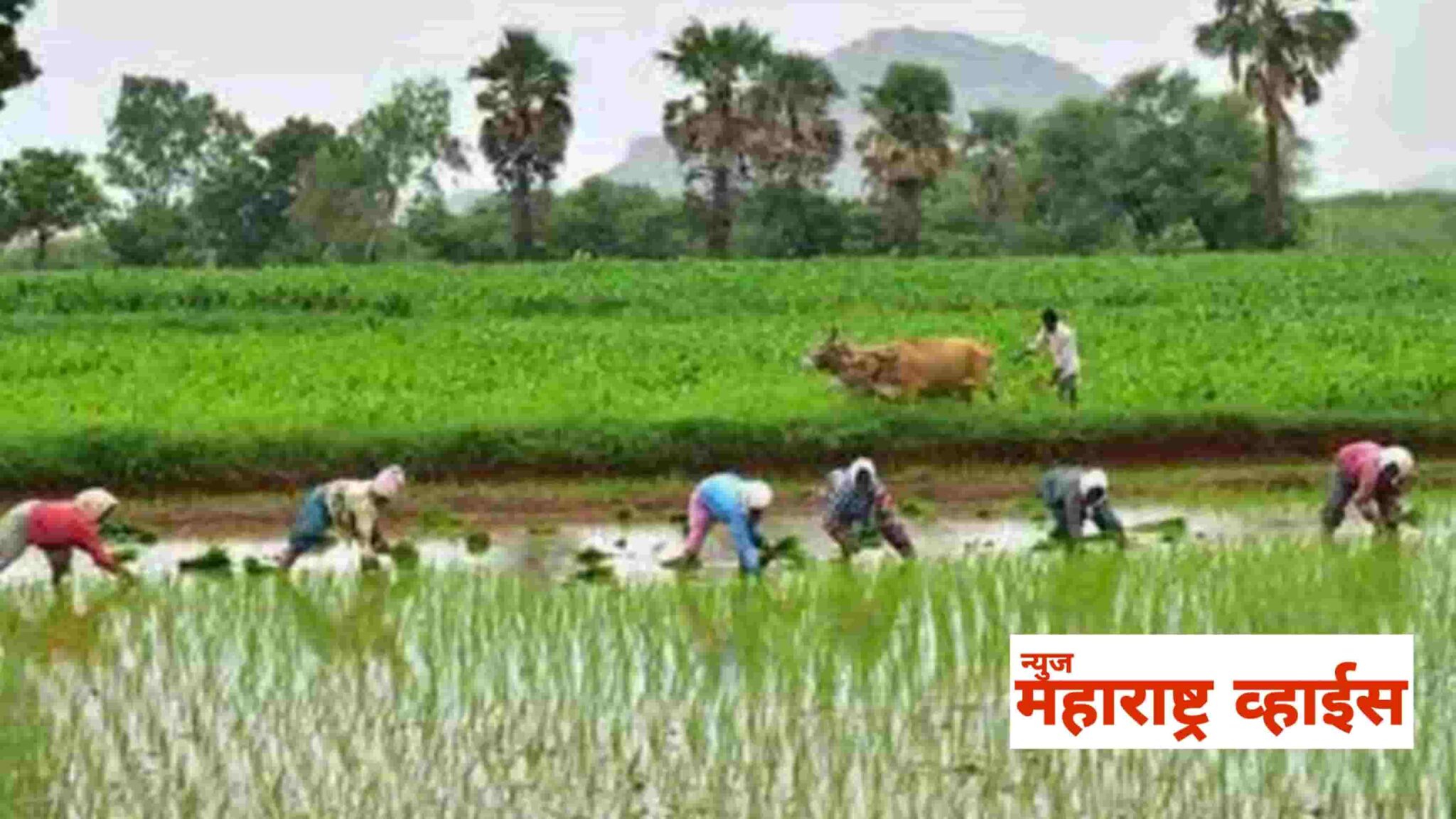 अखरे मान्सूनची प्रतिक्षा संपली; राज्यसह देशात दाखल; याठिकाणी मान्सूनचा पाऊस झाला हवामान खात्याची अधिकृत सुचना