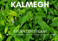 Kalmegh Ayurvedic Plant| कलमेघ बहुउद्देशीय आयुर्वेदिक वनस्पतीची ओळख; यकृत, अँटिऑक्सिडेंट, पचनशक्ती