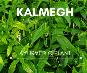 Kalmegh Ayurvedic Plant| कलमेघ बहुउद्देशीय आयुर्वेदिक वनस्पतीची ओळख; यकृत, अँटिऑक्सिडेंट, पचनशक्ती