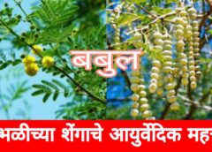 बाभळीच्या शेंगा हे आयुर्वेदातील एक महत्त्वाचे औषध; जाणून घ्या फायदे |Acacia pods are an important medicine in Ayurveda;  Know the benefits