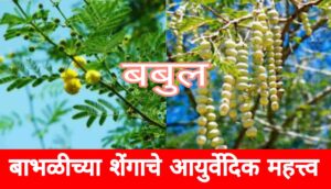 बाभळीच्या शेंगा हे आयुर्वेदातील एक महत्त्वाचे औषध; जाणून घ्या फायदे |Acacia pods are an important medicine in Ayurveda;  Know the benefits