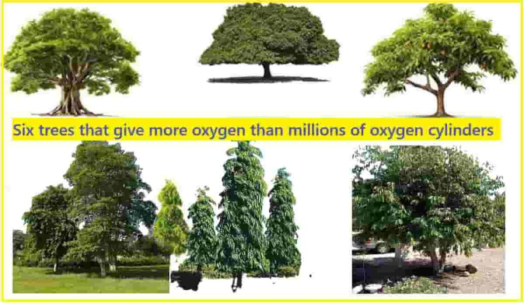 Oxygen Produce These Six Trees| सहा झाडे जे लाखो ऑक्सिजन सिलिंडरपेक्षा जास्त ऑक्सिजन देतात